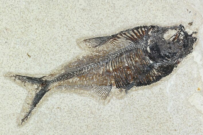 Fossil Fish (Diplomystus) - Green River Formation #129562